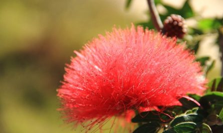 18 significati simbolici del sognare fiori di acacia