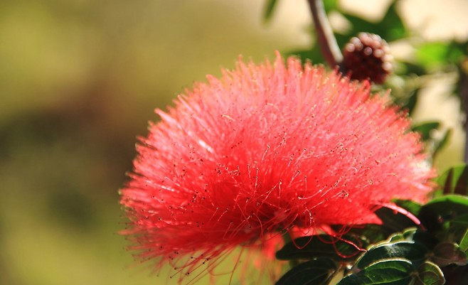 18 significati simbolici del sognare fiori di acacia