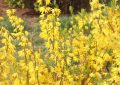 14 significati simbolici del sognare fiori di forsizia