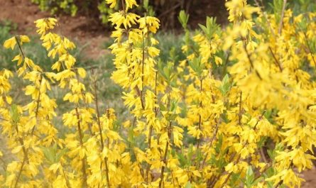 14 significati simbolici del sognare fiori di forsizia