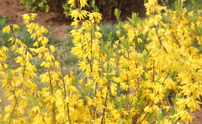 14 significati simbolici del sognare fiori di forsizia