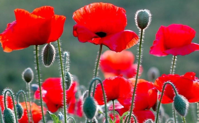16 Significati Simbolici del Sognare Papaveri