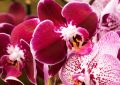 17 significati simbolici del sognare orchidee