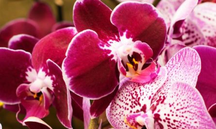 17 significati simbolici del sognare orchidee
