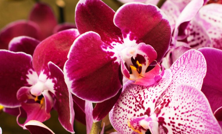 17 significati simbolici del sognare orchidee