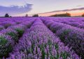 17 significati simbolici del sognare la lavanda