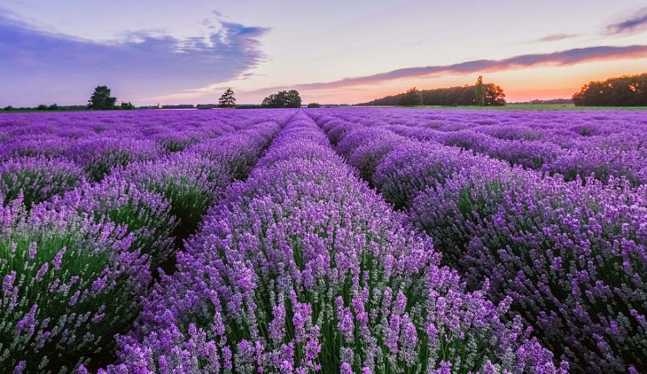 17 significati simbolici del sognare la lavanda