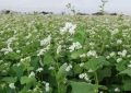 9 Significati Simbolici del Sognare Fiori di Grano Saraceno