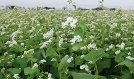 9 Significati Simbolici del Sognare Fiori di Grano Saraceno