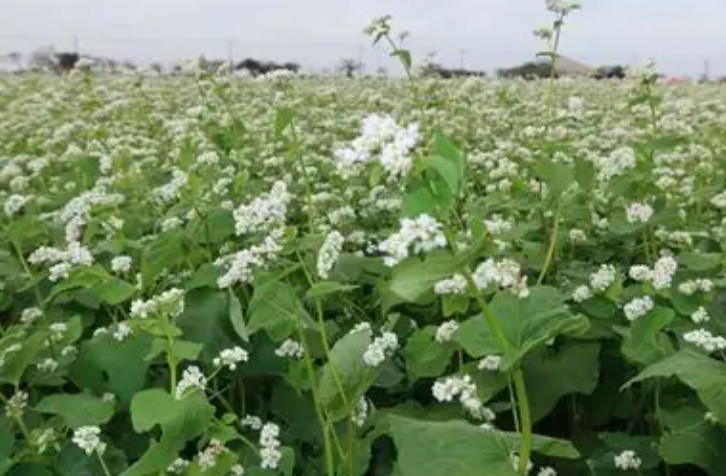 9 Significati Simbolici del Sognare Fiori di Grano Saraceno