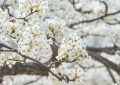 9 Significati Simbolici del Sognare Fiori di Pero