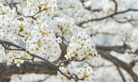 9 Significati Simbolici del Sognare Fiori di Pero