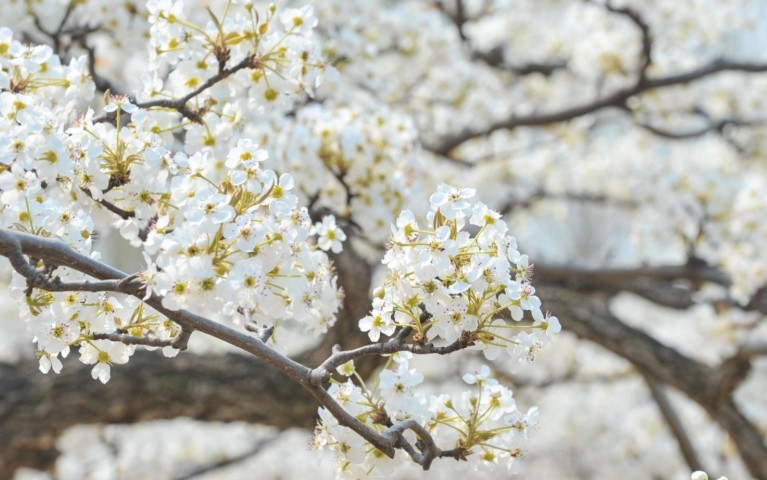 9 Significati Simbolici del Sognare Fiori di Pero