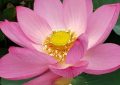 19 Significati Simbolici del Sognare Fiori di Loto