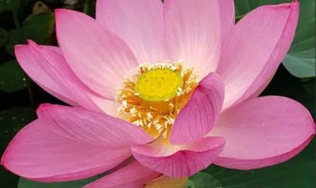 19 Significati Simbolici del Sognare Fiori di Loto
