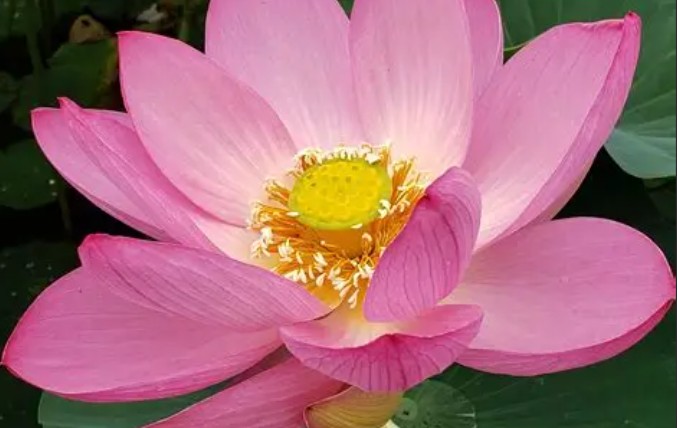 19 Significati Simbolici del Sognare Fiori di Loto